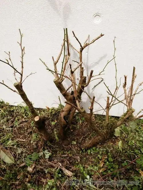 盆景艺术在线-2018年3月4日出售20棵"维生素c之王"刺梨,熟桩, 果子有