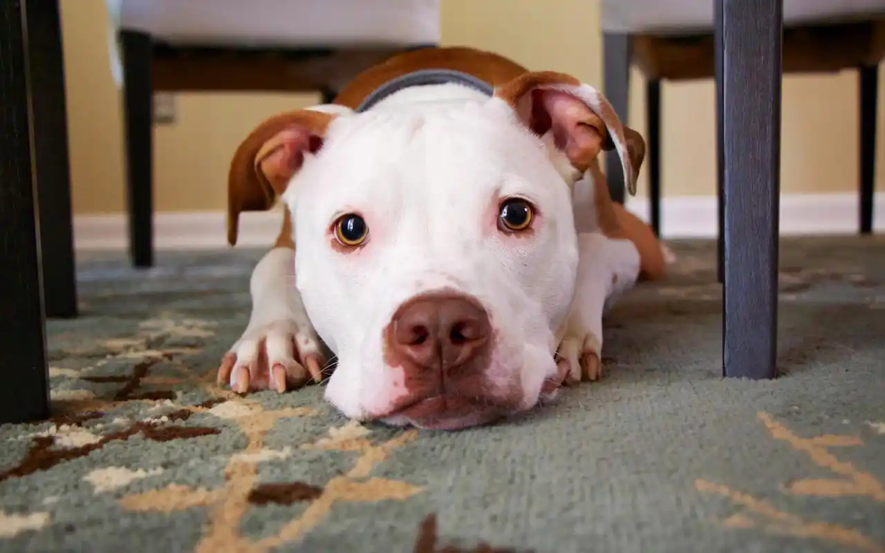 可爱萌宠汪星人呆萌搞笑图片桌面壁纸