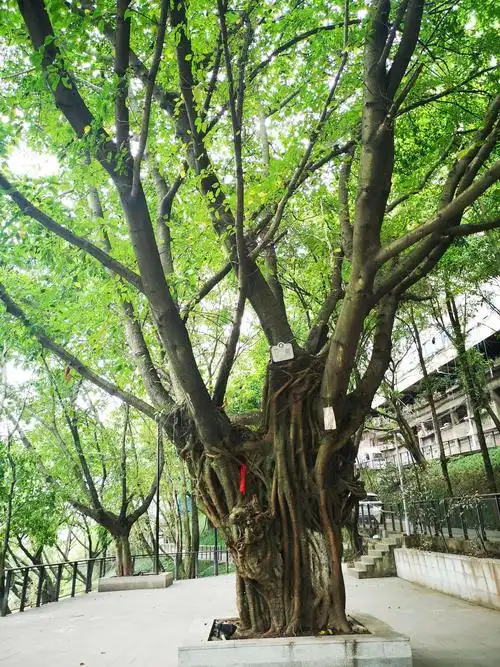 黄泥扁成精的黄葛树