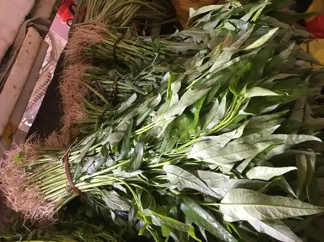 北方市场上的空心菜都不带根,海南的空心菜带着根出售