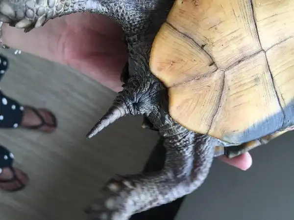 这只是八角龟,是公还是母的啊,网上说看尾巴,我看不出来.求高