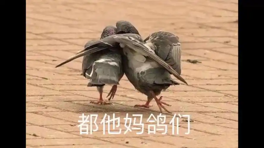 【r1se】众所周知,壶人都是好鸽们