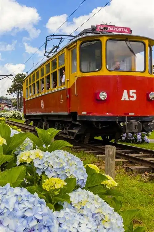 巴西,卡皮瓦里广场,火车,绣球花