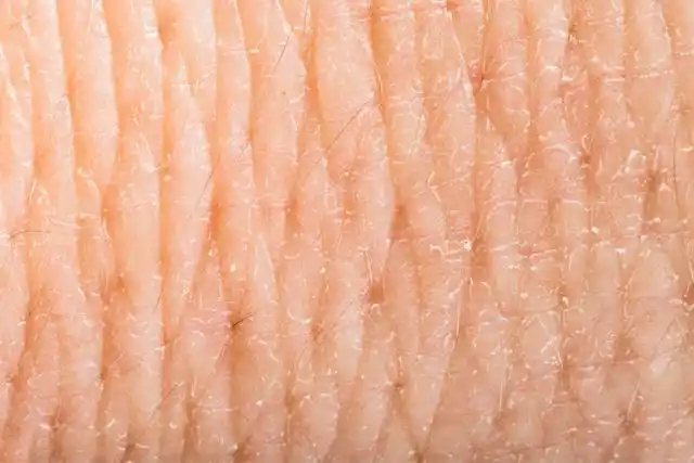 人体的表皮是我们可以直观看到并感受到的皮肤层,通常仅有0.05—0.