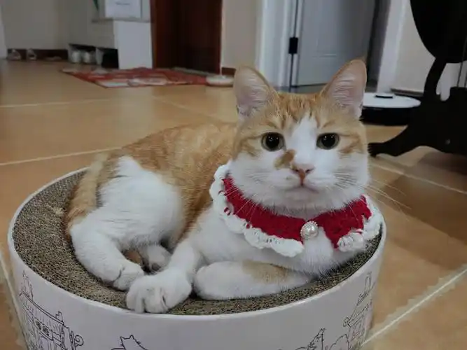 放假在家刷到了@秋刀鱼宠物用品店的小脖套教程,火速给奶油安排上