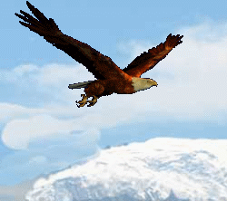 【素材】动态鹰 - 杨凤弟老师 - 杨凤弟老师的博客