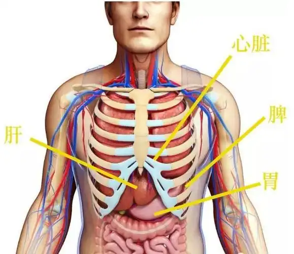 《名人堂》的栏目中也辟谣了,她还开玩笑说:"如果我知道去肋骨可以