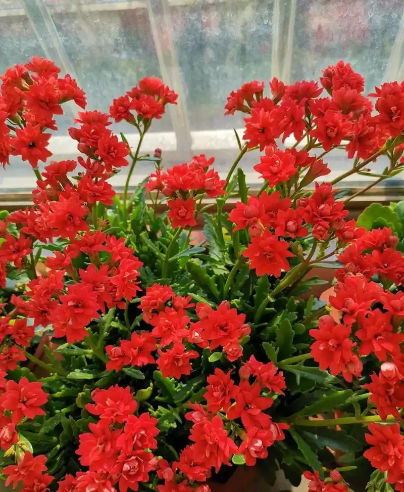 非洲红宝石,长寿花里非常出色的品种,株型低矮紧凑,高度和冠幅都是20