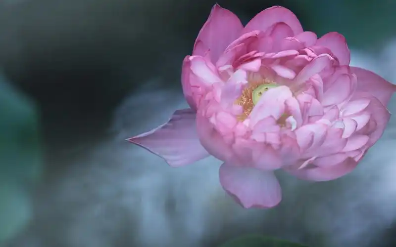 小清新养眼荷花高清桌面壁纸