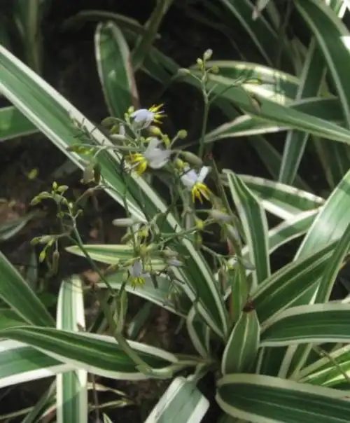 山菅兰是一种兰科植物.