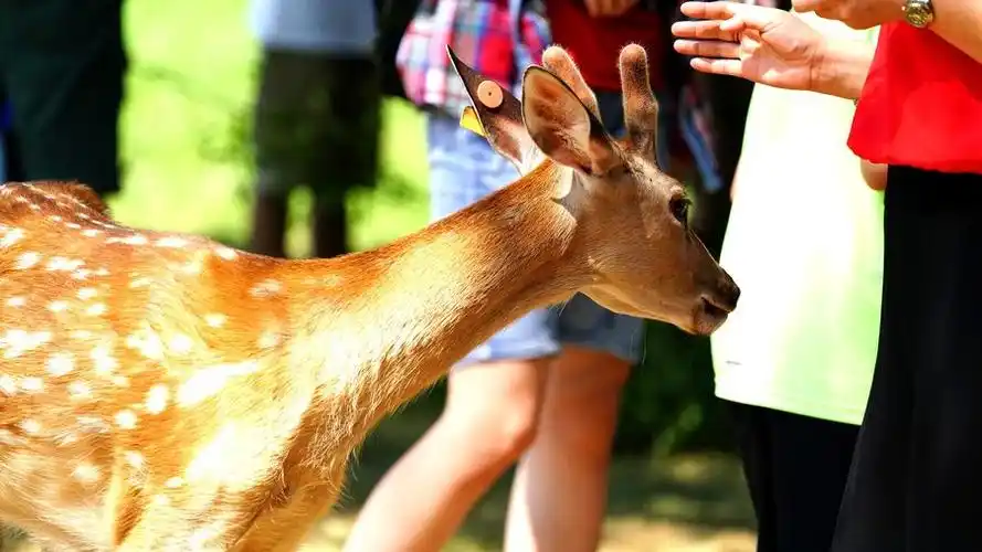 人鹿和谐相处 (共 20 p)