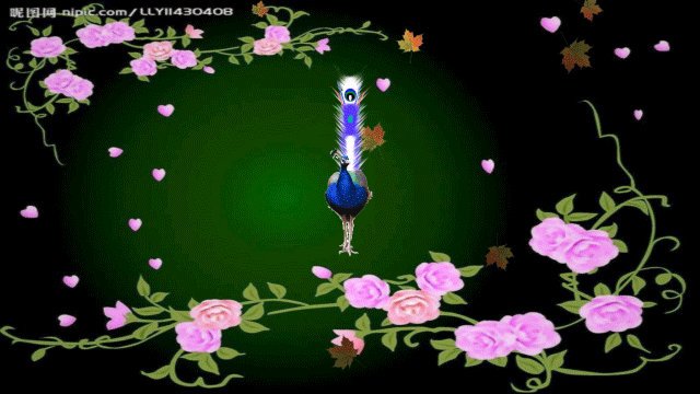 孔雀开屏