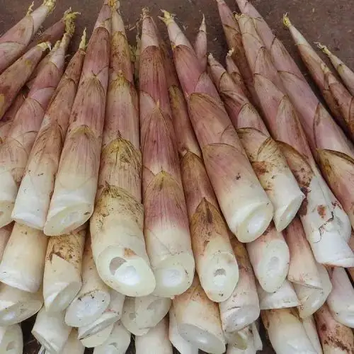 你吃到了吗?|苦笋|雷竹笋