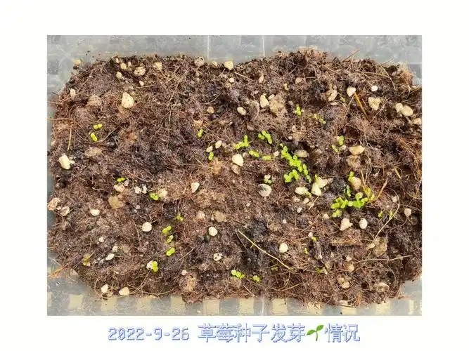 926记录草莓种子发芽