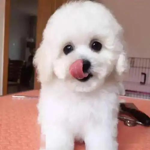 比熊纯不纯全看这几点串串狗一眼就被识破