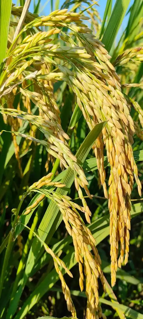 稻子一天天走向成熟空气里弥散着稻香