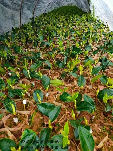 广西来宾良种油茶苗培育方法介绍而面对如今市场的需求