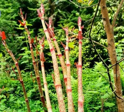 中药古今研究:虎杖