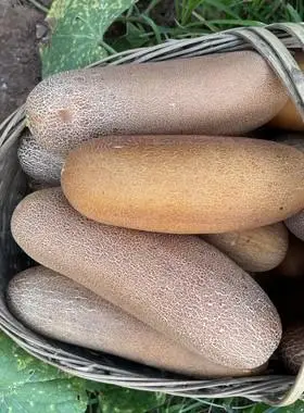 新鲜湖北本地农家蔬菜炖汤种老黄瓜