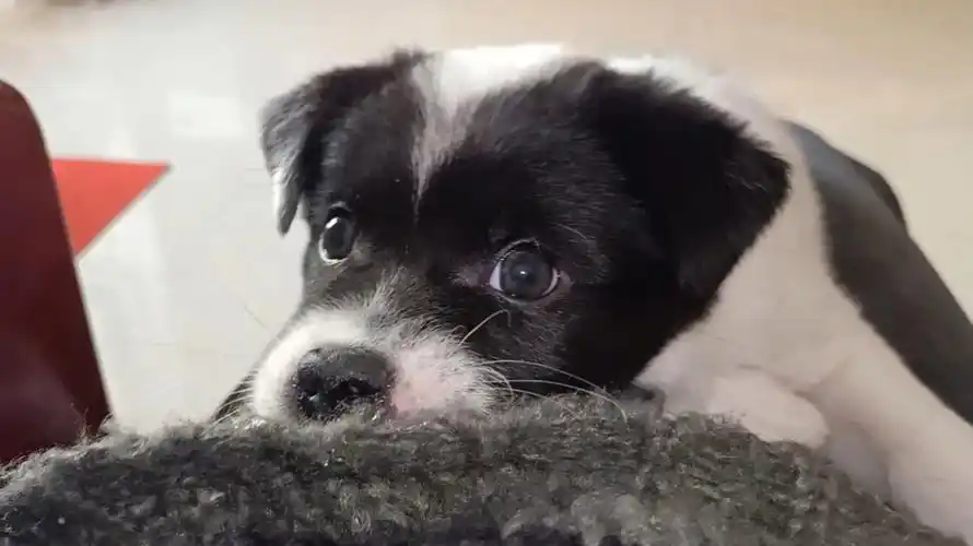 慢慢来,春天了,一切美好都在悄悄生长#狗狗日常  #小土狗也可以很可爱