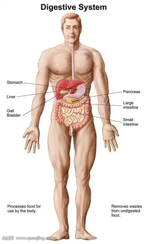 肚子人体器官简笔画