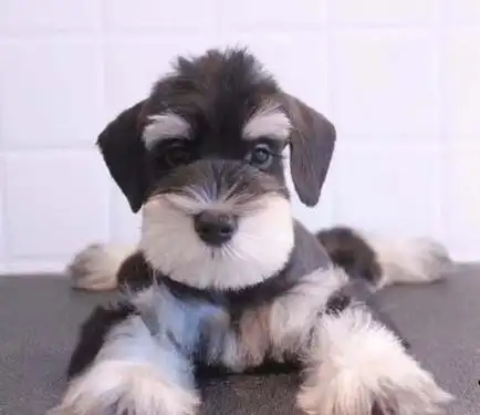 二,不掉毛的10种小型犬浅毛便宜狗狗?