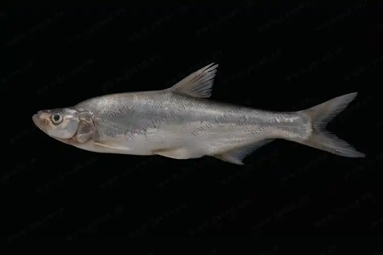 鲤科鲌亚科鲌属翘嘴鲌culteralburnus