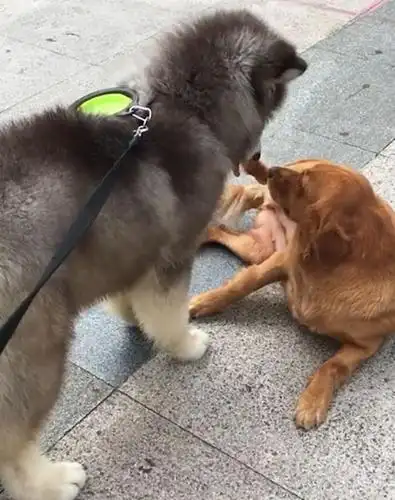 金毛遇到阿拉斯加秒怂,躺地上露肚皮求饶,金毛:小老弟我认输