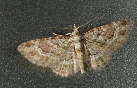 展开全部 这是【尺蛾】的一种,很象是【条纹节脉波尺蛾】,看不清咎邋