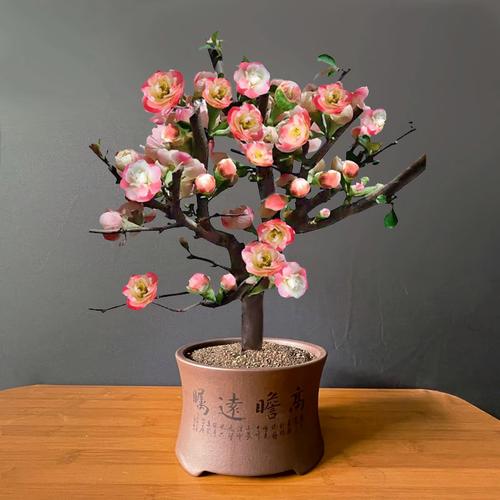海棠花盆栽树苗原生重瓣老桩四季盆景庭院耐寒花卉室内阳台大绿植