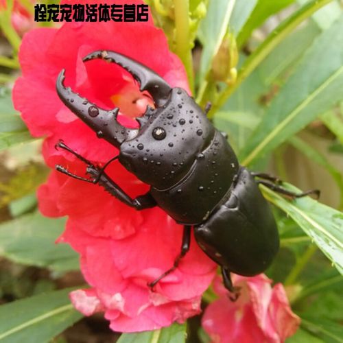 成虫宠物昆虫甲虫非独角仙开箱视频包活