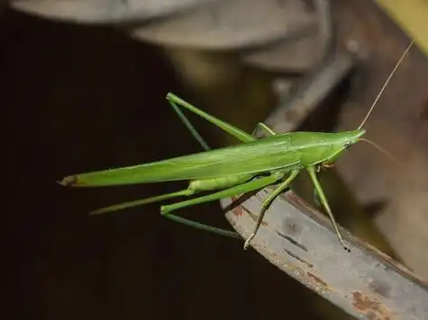 photo 758407, (c) sunnetchan, some rights reserved (cc by-nc)