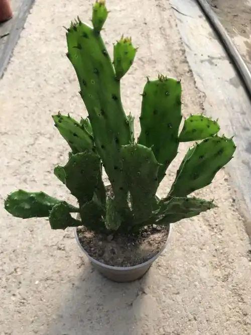 室内阳台绿植花卉仙人掌类千佛手多肉植物千手观音盆栽1520厘米高2棵