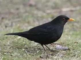 我的抖音生活日记 #图文扶持计划入口 #乌鸫是我国十大名鸟 - 抖音