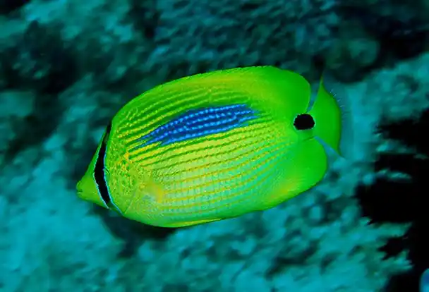 chaetodon plebeius 蓝斑蝴蝶鱼