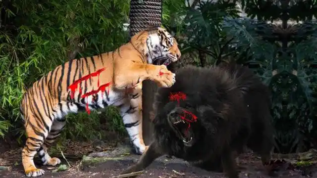 一獒战三虎,藏獒真的比老虎狮子强吗?真相令人意想不到!