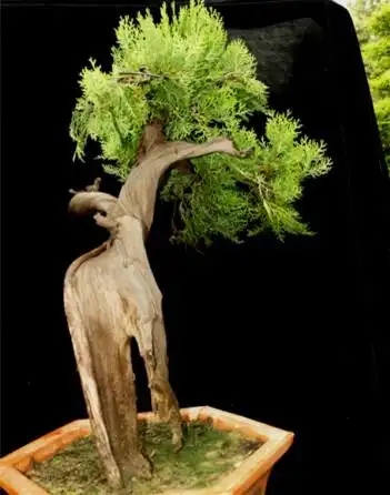 精美崖柏盆景图片