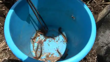 举报视频:农村小哥抓活"蜈蚣",一窝连抓7条,实在是过瘾了