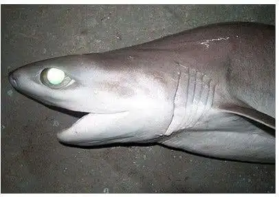 世界上最大最古老的鲨鱼,它可以改变身体的颜色,从而更方便觅食