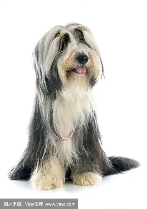 古代长须牧羊犬