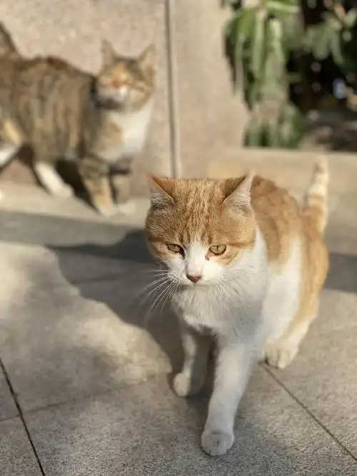 浦东无偿领养 | 甜系小可爱黄白橘猫求领养