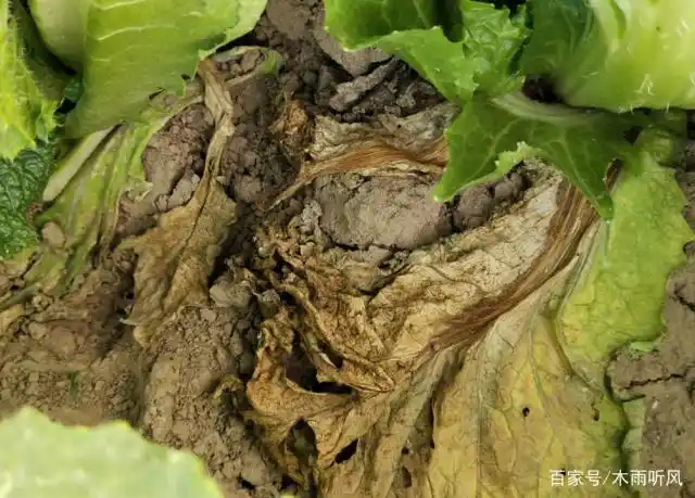 油菜黑腐病危害大,如何防治?