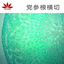 党参根横切 组织细胞切片 教学用组织切片 植物类切片标本