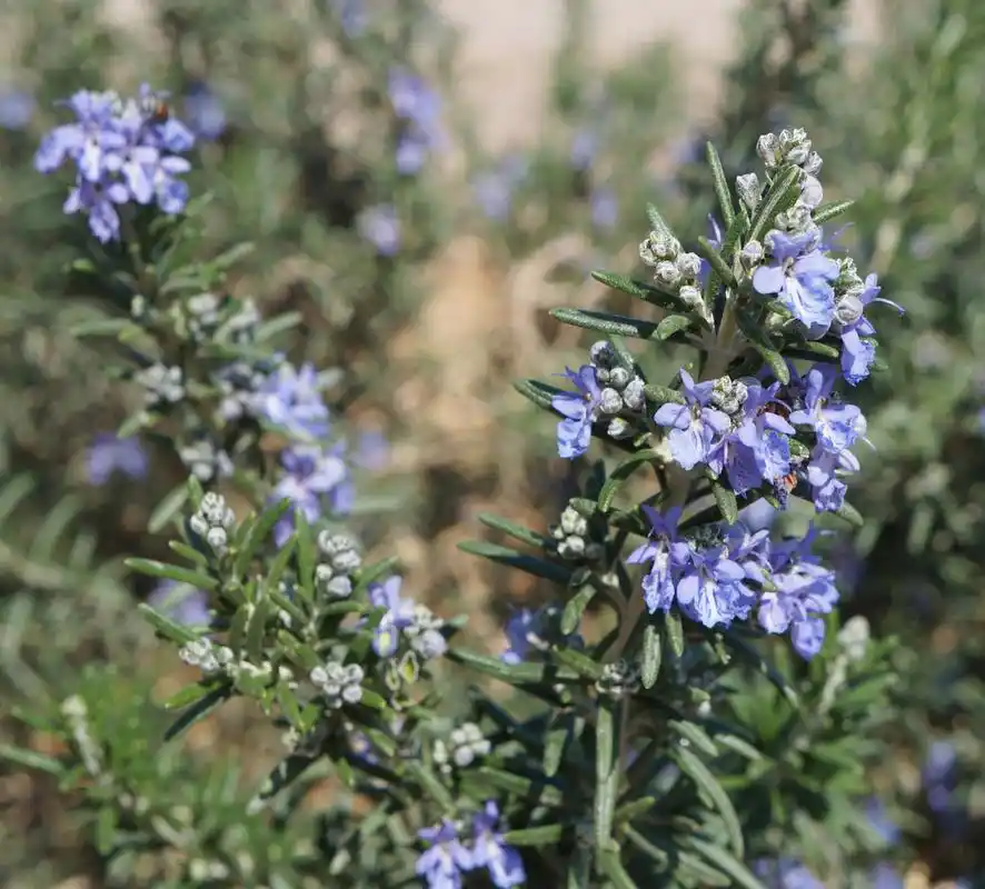 迷迭香开花,迷迭香开花,花上的选择性焦点