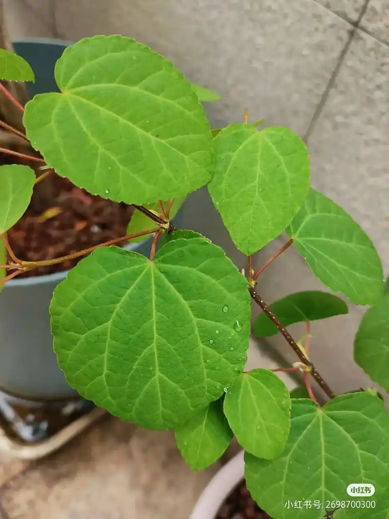连香树叶色随着季节不同变化非常丰富.春天连香树叶芽为 - 抖音