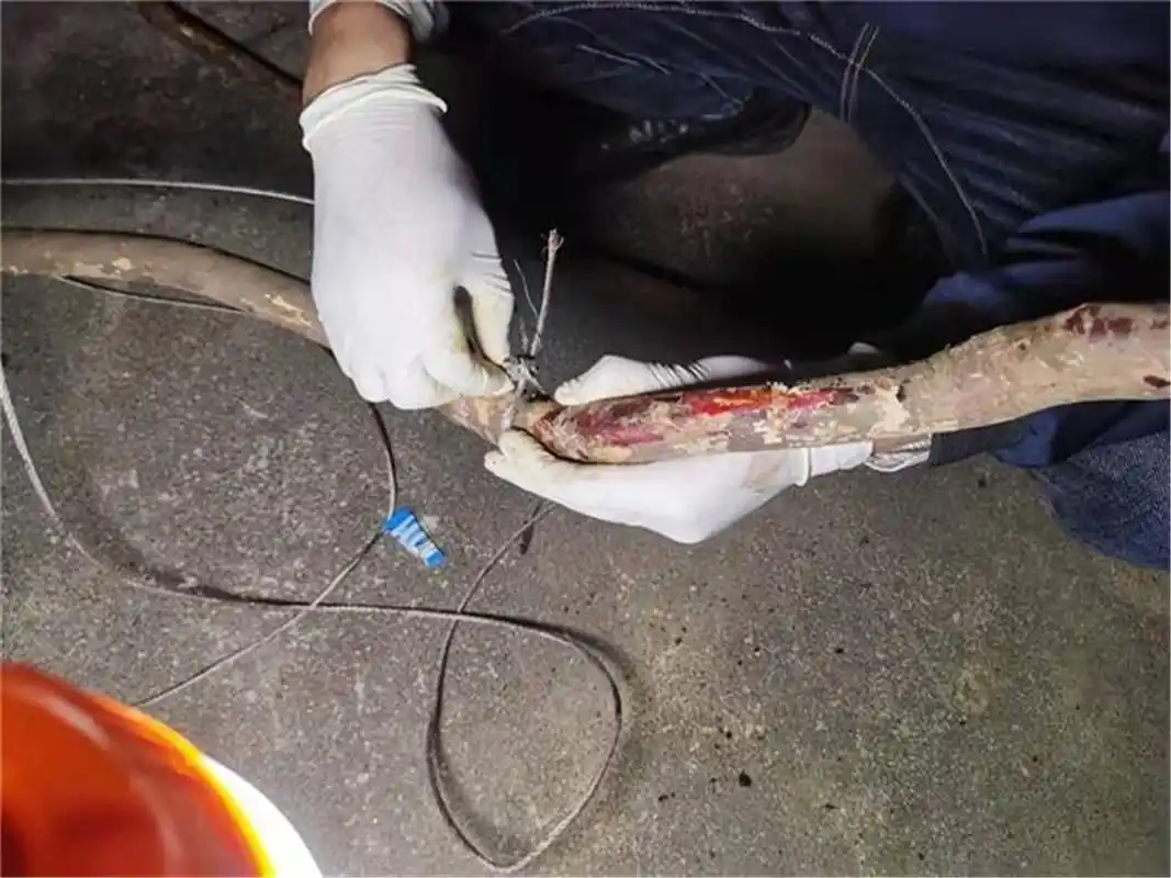 原创长沙一只赤麂被兽夹夹住大妈打不开兽夹只好抱着30斤赤麂回家