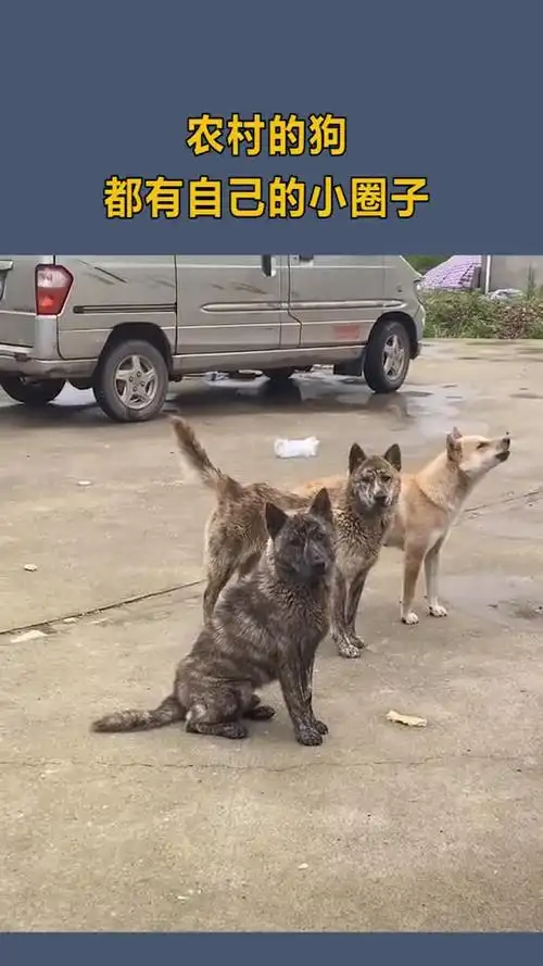 农村的狗,都有自己的小圈子,跟对老大就有肉吃