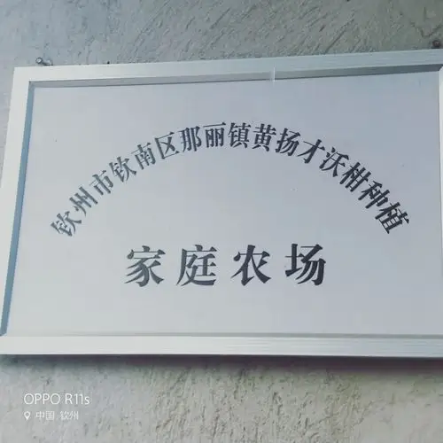 那丽黄扬才家庭农场沃柑种植园!