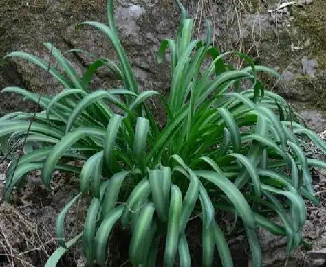 p>广西石蒜(学名: i>lycoris guangxiensis /i> y. xu & g. j.