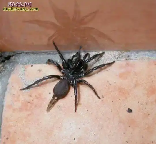上户蜘蛛巨型上户蜘蛛价格习性特征及饲养方法
